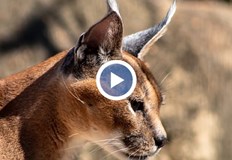 Търговци с офиси в Европа предлагат правни документи за дивите