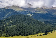 Бял бор на 60 години е най ценната придобивка в СмолянскоС