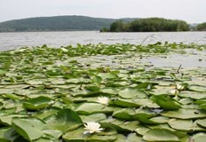 Експерти на РИОСВ – Русе с учени от БАН ще