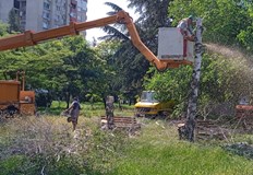 Жители предлагат засаждане на нови дървета на мястото на премахнатитеОбновяването