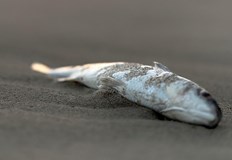 Рибари съобщиха за замърсяване в района на село РогошСигнал за