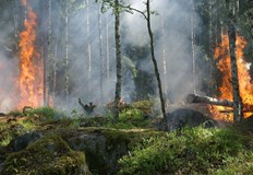 Пламъците са тръгнали късно през нощтаГолям пожар продължава да гори