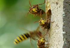 Специализиран екип на РДПБЗН Русе реагира на сигнал в