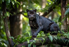 Хищникът развива скорост до 60 км ч и напада не само