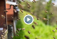 Адреналинът спасява при ужилване но писалките спринцовки липсват в БългарияАдреналинът е