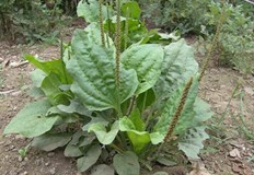 Учени установиха способност на билката да се бори с белодробен