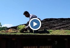 Зелените покриви пречистват въздуха и създават местообитания за птициСемейство от