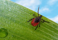 Естествени репеленти заменят химическите препарати в градинатаГрадинарите могат да се