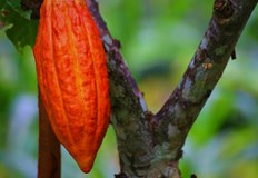 Lindt печели 29 на борсата докато Barry Callebaut губи толковаРекордно