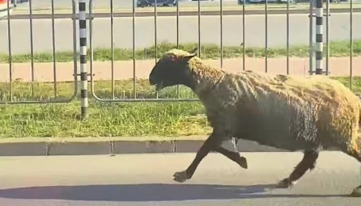 Шофьори се забавляват с коментари, че животното бърза да приеме еврото