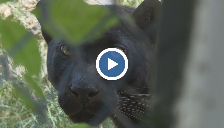 Случаят с шуменската пантера разкрива по-голям проблем с незаконното отглеждане на диви хищници