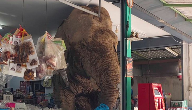 Животното изяло пакети със сладки оризови бисквити и си тръгнало с торба закуски в хобота