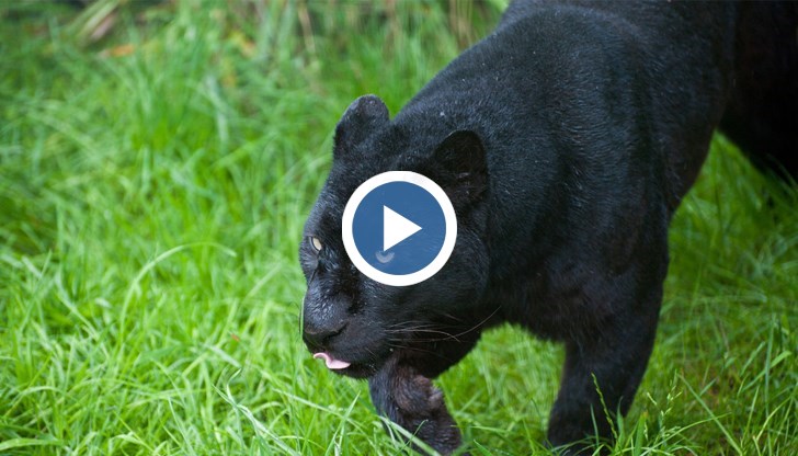 Видеоматериал потвърждава наличието на дивия хищник, за който се предполага, че е пантера