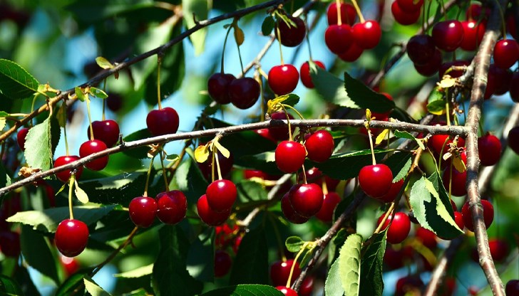 Операцията е традиционна за областта и продължава до прибирането на есенните култури Операцията е традиционна за областта и продължава до прибирането на есенните култури
