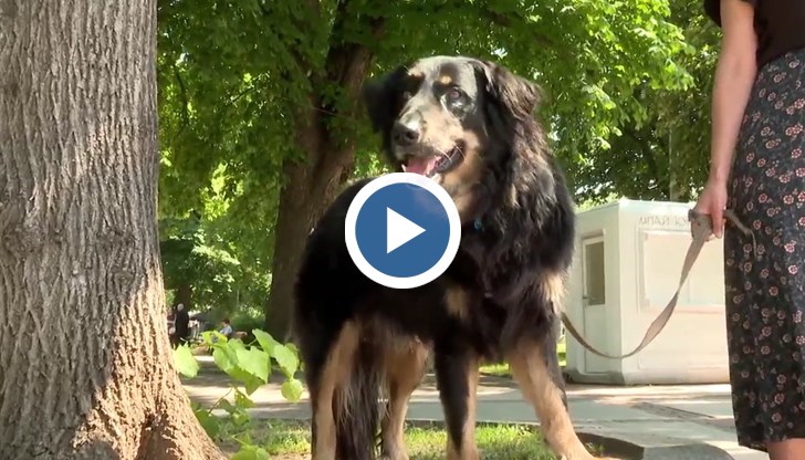 Глоби до 100 лева грозят нарушителите, които не разхождат домашните любимци на повод