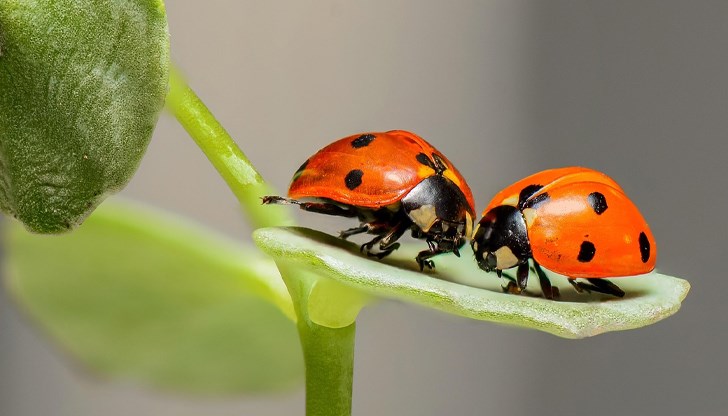 Влажното и топло време през май и юни създаде идеални условия за развитие на листните въшки