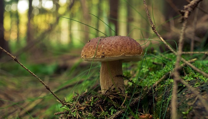 Манатарката поскъпва – очаква се цена от 19 лева за килограм