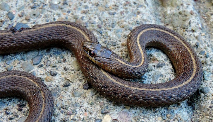 Георги Ботев от Планинската спасителна служба обясни какво да правим при ухапване от змия