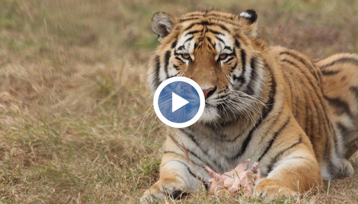 МОСВ призна, че митническите проверки по границите с ЕС липсват въпреки забраната за отглеждане