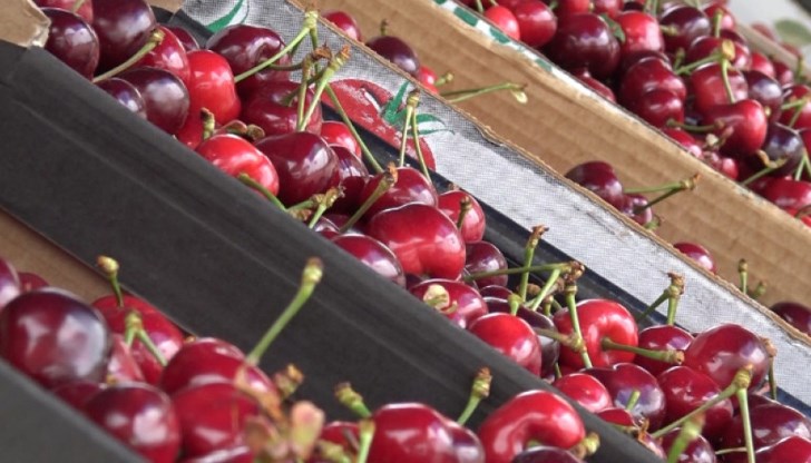 Търговци на череши глобени за спекулативен скок на цените на Задушница Търговци на череши глобени за спекулативен скок на цените на Задушница