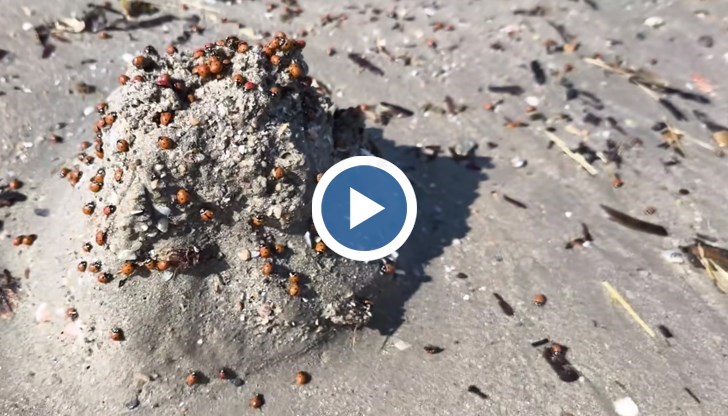 Български туристи станаха свидетели на впечатляващо природно явление от Фанари до Александруполис