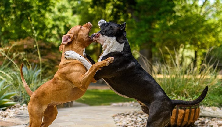 Неправилното отношение към домашните любимци води до агресия и ухапвания