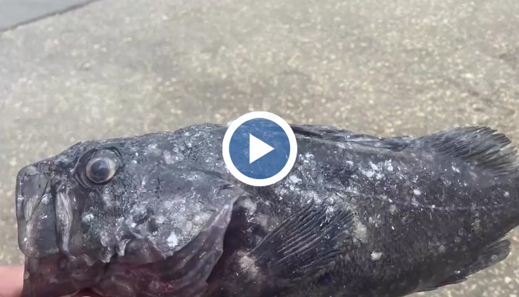 Корейската скална риба и хекът водят парада на новите морски обитатели