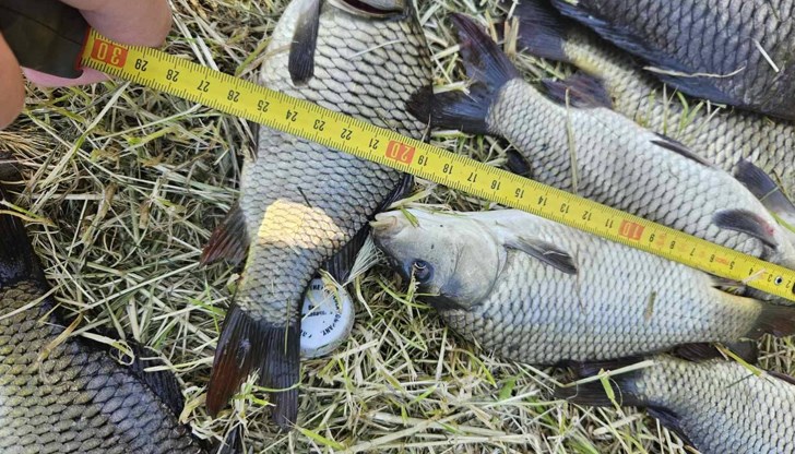 Нарушителите са уловили маломерна риба от вида „шаран" в общинския язовир