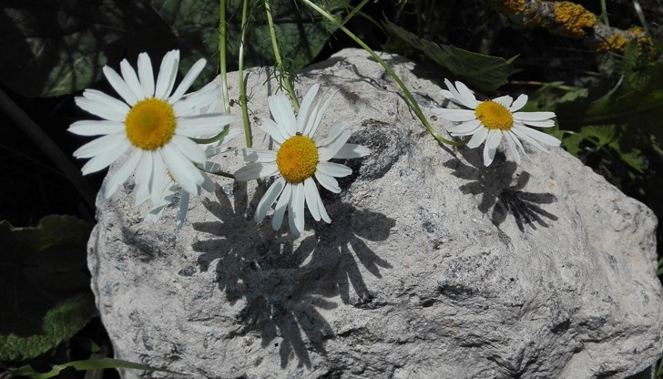 Повечето дни ще са слънчеви Повечето дни ще са слънчеви