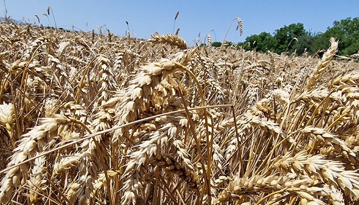 Съседната страна ще достигне 12,2 милиона тона - най-високото ниво от 1997 година