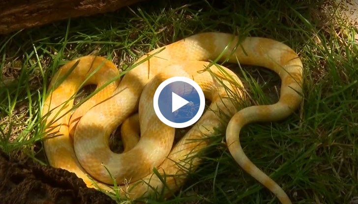 Змията, която не се среща по нашите ширини, вече е настанена в спасителния център на местния зоопарк