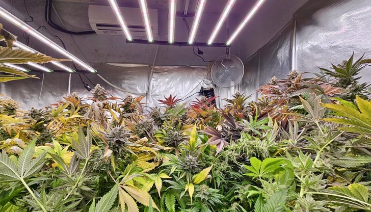 Двама задържани отглеждали канабис за над 270 000 лева в Гоце Делчев