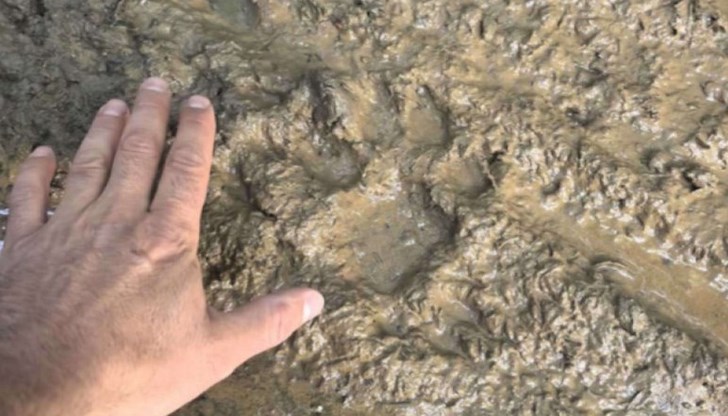 Седем дни издирване без успех, 50 фотокапана не засякоха следи от хищника