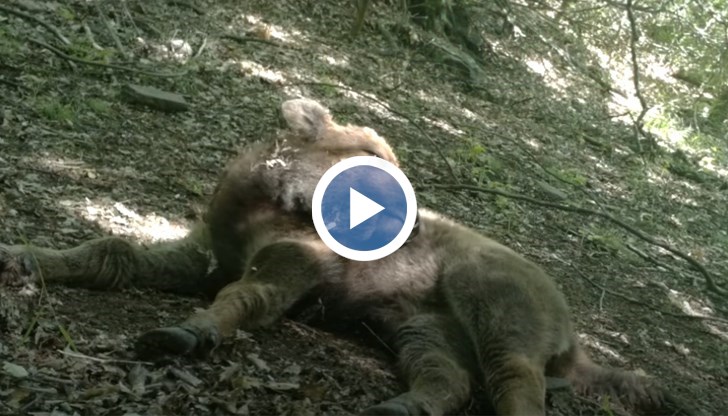 Стадото край язовир "Студен кладенец" вече наброява 22 животни