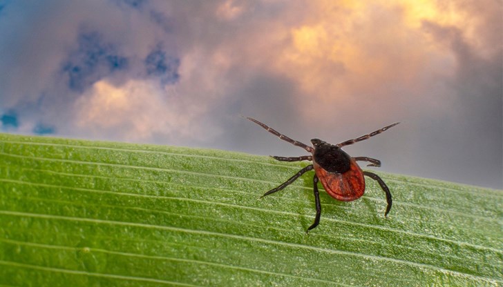 Домашен репелент срещу кърлежи ни спасява през лятото Домашен репелент срещу кърлежи ни спасява през лятото
