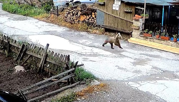 Косматият посетител беше заснет от камери за видеонаблюдение Косматият посетител беше заснет от камери за видеонаблюдение