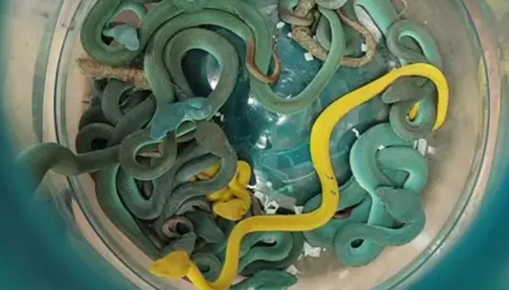 Мъжът пристигнал от Тайланд и опитал да внесе контрабандно редки влечуги Мъжът пристигнал от Тайланд и опитал да внесе контрабандно редки влечуги