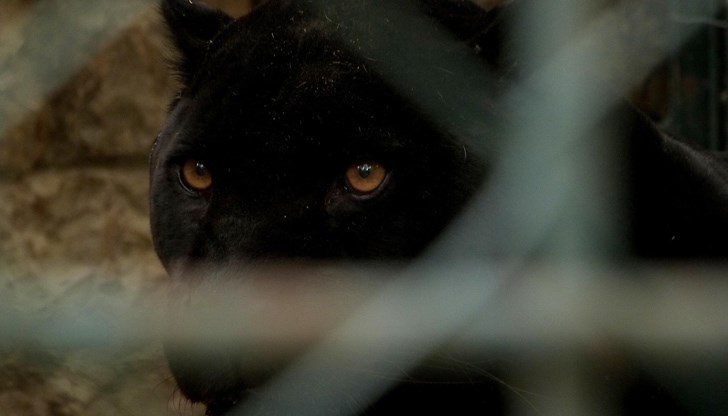 Изпратеният екип от жандармеристи не е открил следи от животното