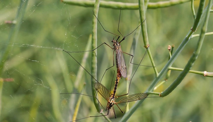 Третирането ще обхване всичките 11 населени места от общината Третирането ще обхване всичките 11 населени места от общината