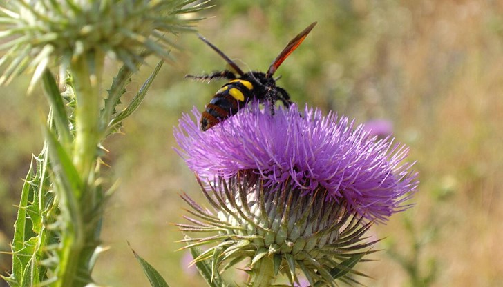 Управителят на дезинфекционна станция „Санси" обяснява защо не трябва да се страхуваме от тях Управителят на дезинфекционна станция „Санси" обяснява защо не трябва да се страхуваме от тях