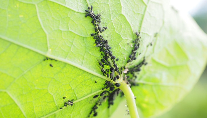 Учени изготвят доклад за масовите поражения по посевите