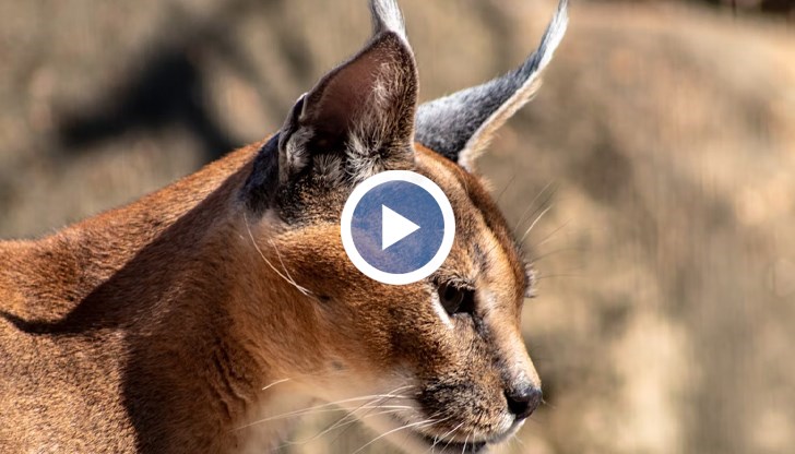 Търговци с офиси в Европа предлагат "правни документи" за дивите котки