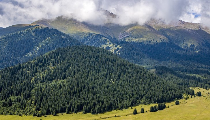 Бял бор на 60 години е най-ценната придобивка в Смолянско Бял бор на 60 години е най-ценната придобивка в Смолянско