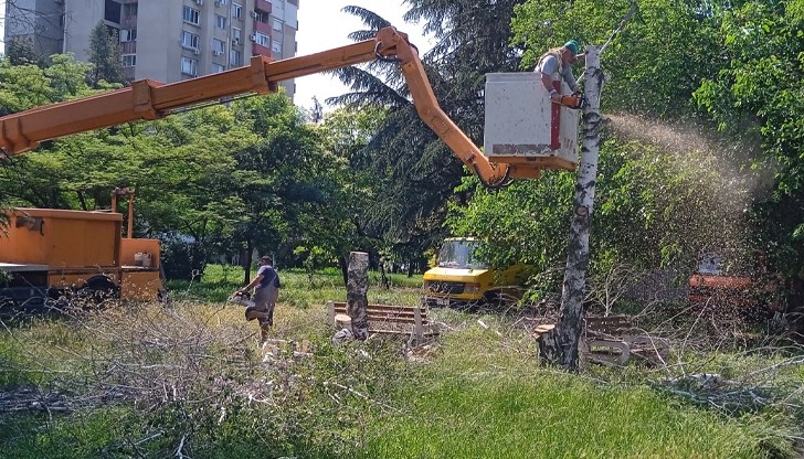 Жители предлагат засаждане на нови дървета на мястото на премахнатите