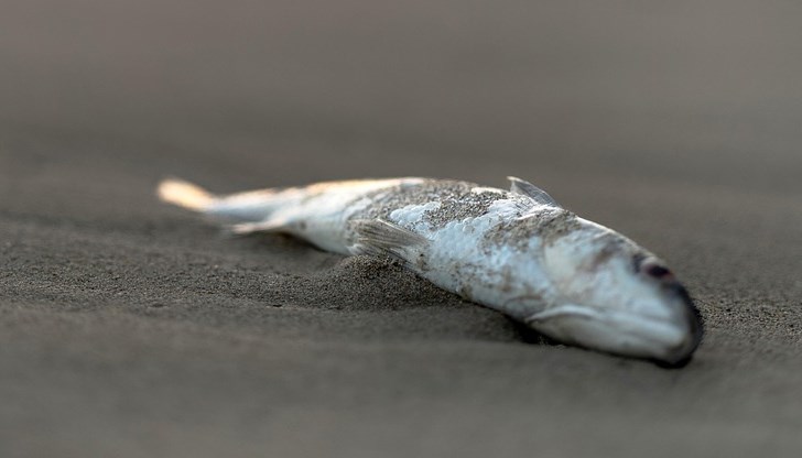 Рибари съобщиха за замърсяване в района на село Рогош