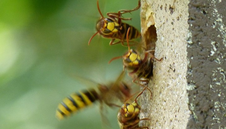 Специализиран екип на РДПБЗН - Русе реагира на сигнал в ДГ "Баба Тонка"