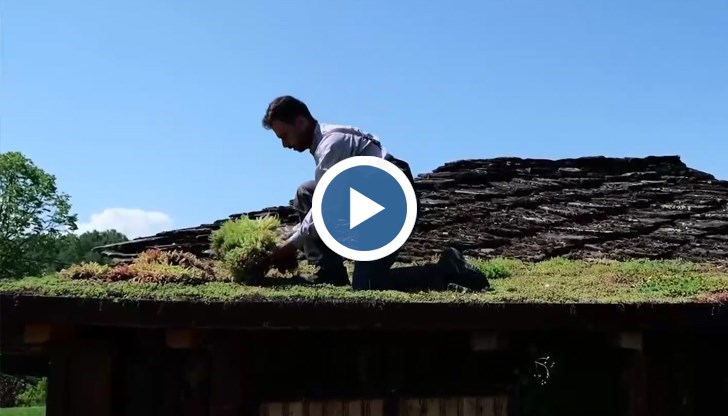 Зелените покриви пречистват въздуха и създават местообитания за птици