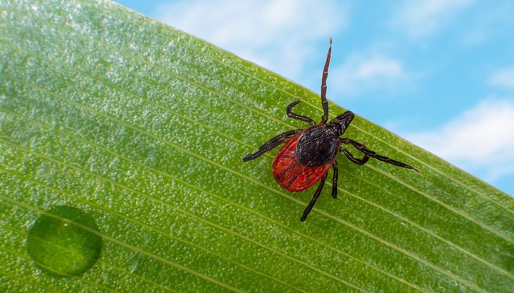 Естествени репеленти заменят химическите препарати в градината