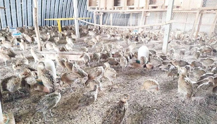 Младите птици ще бъдат разселени в природата след 20-дневна адаптация