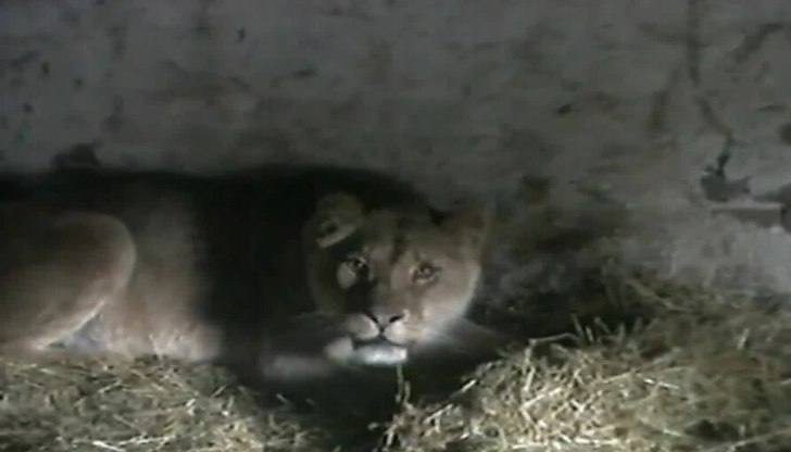 Кметът на Брестовец разказва как се отглежда 140-килограмова лъвица в